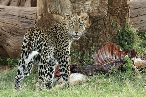Leopard.Samburu. Kénya