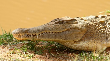 Crocodile du Nil.Rivière samburu; Kénya