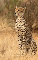 Guépard attentif ( jeune adulte ) Samburu . Kénya