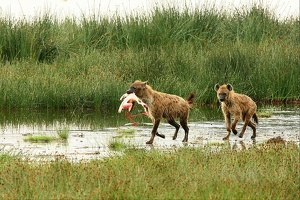 Retour de chasse.hyènes tachetés. Nakuru.Kénya