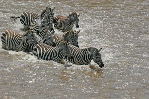 Zèbres de Burchell en migration traversant la rivière Mara .Kénya