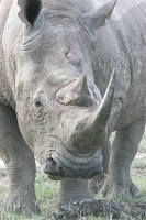 Rhinoceros blanc .Nakuru.Kénya