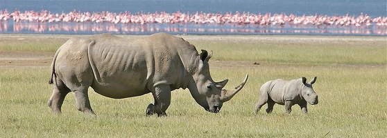 Femelle Rhino blanc et son petit.Lac de Nakuru .Kénya