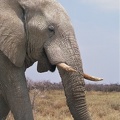 Eléphant "blanc" d'Etosha. Namibie