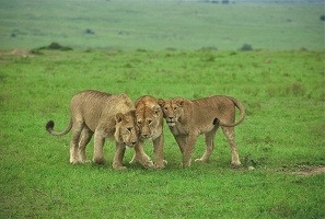 Lions: retrouvailles affectueuses.Masai Mara .Kénya
