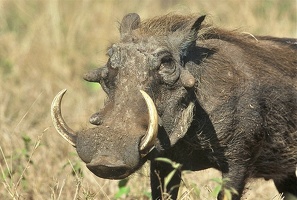 Gros "phaco" mâle .Masai Mara . Kénya