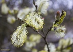 Bourgeons de saule