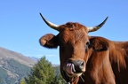 Vache
