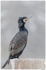 Jo-01-Cormoran