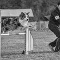 Jo-13-La passion de l'agility dog