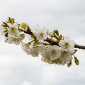 8.LC  branche cerisier