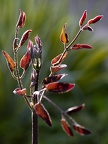 1JLB4465 - Clématis recta Purpurea