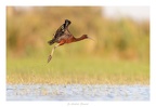 JO-08-L'envol de l'Ibis