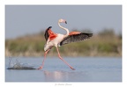 JO-10-Sa majestè , le roi de Camargue