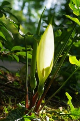 Moulin-à-Tan Arum maculatum