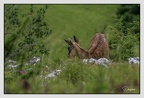 Chamois 01