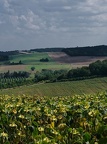 DSCF5044 (1) (1)