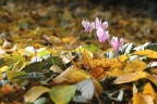 Cyclamens