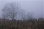 IMG 0912b