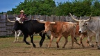 0003 -Longhorn Ranch