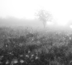 brume