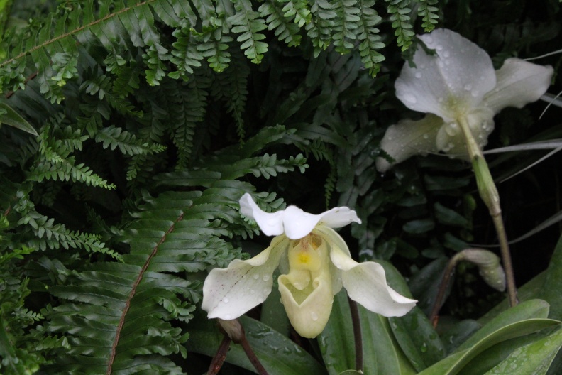 orchidée.JPG