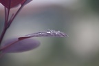 fleur