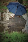 Pluie et vent
