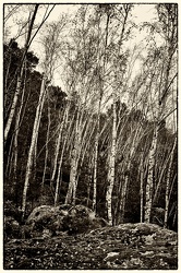 Forêt de  Nemours 03