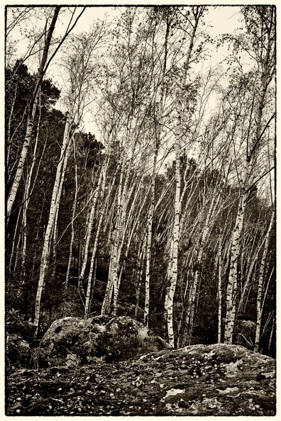 Forêt de  Nemours 03.jpg