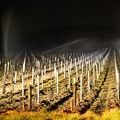  Une nuit avec les viticulteurs (2)