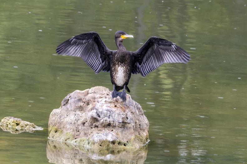9 cormoran.jpg