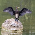 9 cormoran