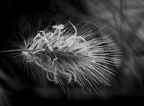 graminée monochrome
