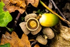 gland automne