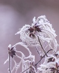 hiver