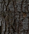 grimpereau